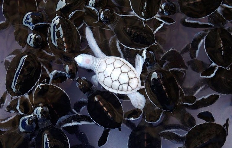 Penampakan Hewan Albino Langka Bikin Terpesona