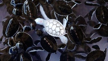 Anak kura-kura yang menyala sendiri. Foto: imgur