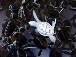 Penampakan Hewan Albino Langka Bikin Terpesona