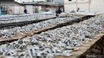 Produksi Ikan Asin di Muara Angke Menurun Akibat Cuaca Tidak Menentu