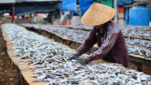 Produksi Ikan Asin di Muara Angke Menurun Akibat Cuaca Tidak Menentu