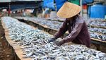 Produksi Ikan Asin di Muara Angke Menurun Akibat Cuaca Tidak Menentu Produksi Ikan Asin di Muara Angke Menurun Akibat Cuaca Tidak Menentu
