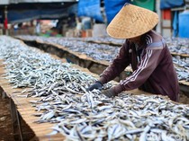 Produksi Ikan Asin di Muara Angke Menurun Akibat Cuaca Tidak Menentu
