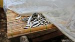 Produksi Ikan Asin di Muara Angke Menurun Akibat Cuaca Tidak Menentu Produksi Ikan Asin di Muara Angke Menurun Akibat Cuaca Tidak Menentu
