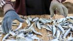 Produksi Ikan Asin di Muara Angke Menurun Akibat Cuaca Tidak Menentu Produksi Ikan Asin di Muara Angke Menurun Akibat Cuaca Tidak Menentu