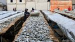Produksi Ikan Asin di Muara Angke Menurun Akibat Cuaca Tidak Menentu