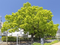 Pohon-pohon Ini Selamat dari Bom Atom Hiroshima-Nagasaki 1945
