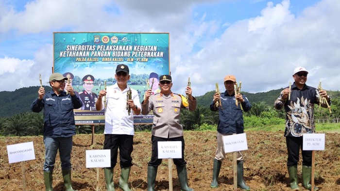 Polda Kalsel melakukan penanaman rumput pakan ternak di luan seluas 4 hektare di Tanah Laut. Dokumen Istimewa