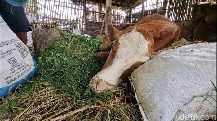 Sapi yang terkena PMK di Ponorogo