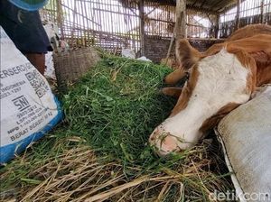Bupati Ponorogo Tutup Pasar Hewan Antisipasi Penyebaran Virus PMK