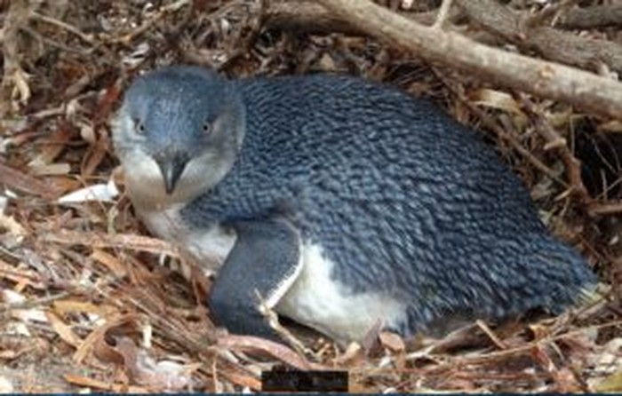 Seekor penguin kecil (Eudyptula minor) di Pulau Granit
