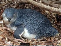 Kehidupan Penguin Kecil Terancam karena Aktivitas Manusia, Ini Dampaknya