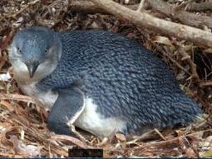 Little Penguin di Aussie Hampir Punah, Warga Tuntut Larangan Perahu Wisata