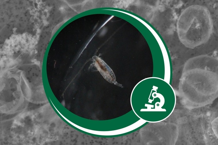 Tanah liat yang disemprotkan ke permukaan laut mengubah karbon menjadi makanan bagi zooplankton mikroskopis.