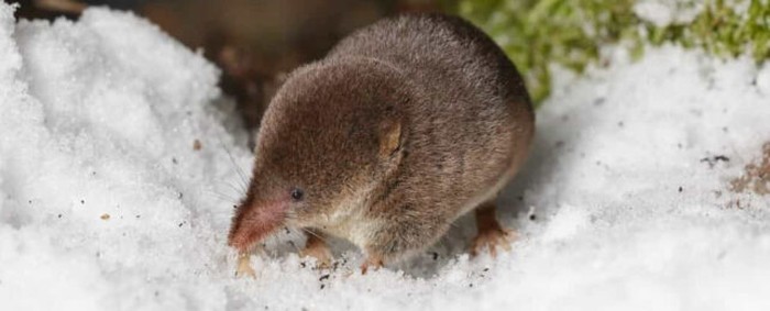 Tikus tanah Eurasia (Sorex araneus)