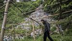 Tumpukan Sampah di TPS Ilegal Ini Bak Air Terjun