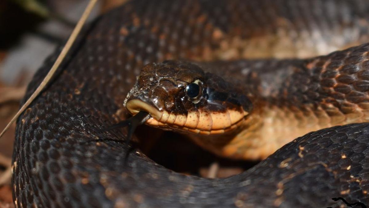 yalangoch xotin fotosurati