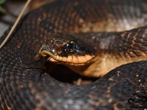 Pandai Berpura-pura Jadi Kobra, Apakah Ular Hidung Babi Berbahaya?