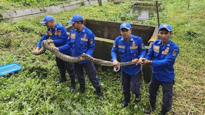 Proses evakuasi ular piton sepanjang 4 meter di Grabag, Magelang, Kamis (9/1/2025).