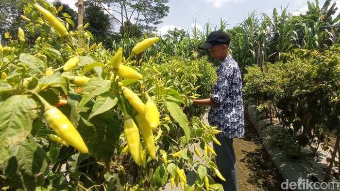 Firja sedang menyiangi tanaman cabe domba miliknya.
