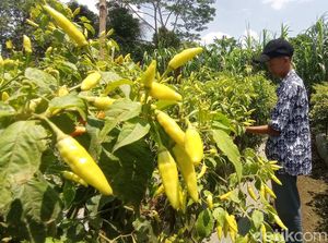 Celoteh Petani Muda Tasik, Biar Kulit Hitam tapi Dompet Isinya Merah-merah