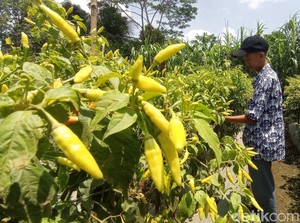 Celoteh Petani Muda Tasik, Biar Kulit Hitam tapi Dompet Isinya Merah-merah
