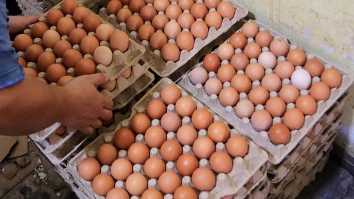 Pedagang menyortir dan membersihkan telur ayam di salah satu tempat penampungan telur di Meulaboh, Aceh Barat, Aceh, Kamis (9/1/2025). Harga telur ayam tingkat pedagang pengecer di Aceh Barat naik dari Rp55.000 per papan ukuran 30 butir telur menjadi Rp60.000 hingga Rp62.000 per papan sedangkan ditingkat distributor harga telur ayam berkisar Rp540 ribu per ikat 10 papan telur hingga Rp590 ribu per ikat tergantung besar kecil ukuran telur. ANTARA FOTO/Syifa Yulinnas/foc.