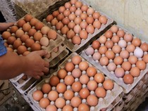 Telur RI Tembus Pasar Dubai!
