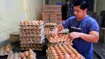 Tak Hanya Cabai, Harga Telur Ayam Ikut Melambung