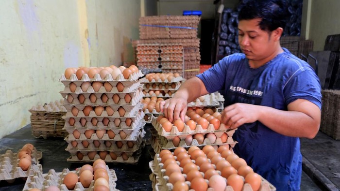 Pedagang menyortir dan membersihkan telur ayam di salah satu tempat penampungan telur di Meulaboh, Aceh Barat, Aceh, Kamis (9/1/2025). Harga telur ayam tingkat pedagang pengecer di Aceh Barat naik dari Rp55.000 per papan ukuran 30 butir telur menjadi Rp60.000 hingga Rp62.000 per papan sedangkan ditingkat distributor harga telur ayam berkisar Rp540 ribu per ikat 10 papan telur hingga Rp590 ribu per ikat tergantung besar kecil ukuran telur. ANTARA FOTO/Syifa Yulinnas/foc.