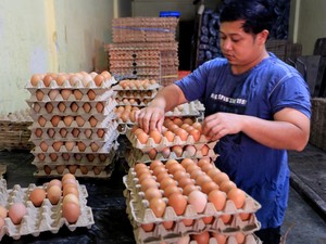 Harga Telur Ayam Ras di Lubuklinggau Capai Rp 65.000/Karpet