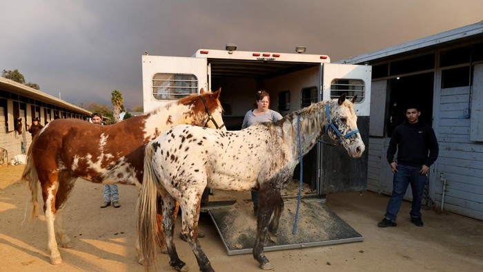 Jodi Lakatos unloads the last of her 15 horses at the Los Angeles Equestrian Center after evacuating Altadena as large animals are evacuated from a number of wildfires, in Burbank, California, U.S. January 8, 2025. REUTERS/Carlin Stiehl