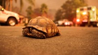 Seekor kura-kura bernama Houdini berjalan di jalan saat angin kencang yang memicu kebakaran hutan yang dahsyat di wilayah Los Angeles, California, AS, Rabu (8/1).  
