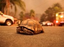 Hewan-hewan Dievakuasi dari Kebakaran Hutan California