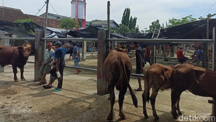 Jual beli sapi di Pasar Dimoro Blitar