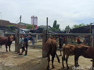 Jual Beli Sapi di Pasar Hewan Kota Blitar Lesu gegara PMK