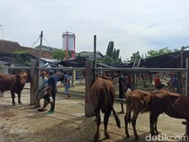 Jual Beli Sapi di Pasar Hewan Kota Blitar Lesu gegara PMK