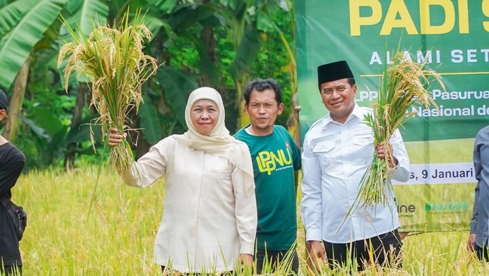 Khofifah panen raya