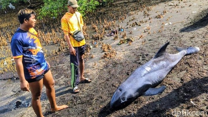 Lumba-lumba terdampar di Situbondo