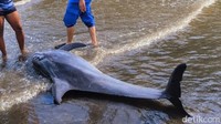 ikan lumba-lumba itu kali pertama ditemukan warga desa setempat. Ketika itulah ia melihat seekor lumba-lumba di sekitar keramba.