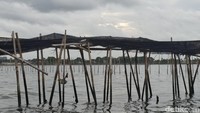 Kepala Dinas Kelautan dan Perikanan (DKP) Provinsi Banten Eli Susiyanti mengatakan keberadaan pagar laut ini baru diketahui pemerintah pada 14 Agustus 2024/Foto: Retno Ayuningrum
