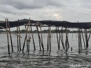 Pagar Misterius 30 Km di Laut Tangerang Dibongkar! Target 2 Km/ Hari