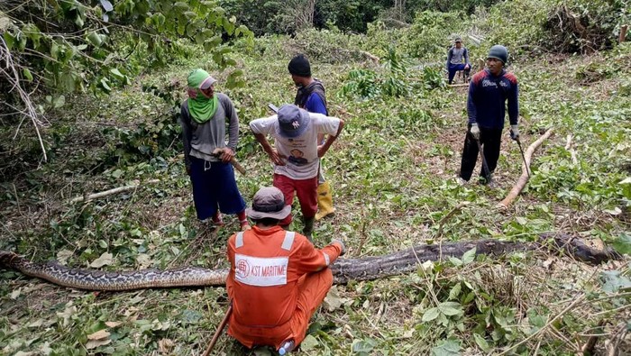 Penampakan piton 7 meter yang mati ditebas usai mengamuk serang warga di Luwu. Dokumen Istimewa