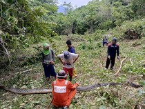 Piton 7 Meter di Luwu Ngamuk Serang Warga yang Sedang Bersihkan Kebun