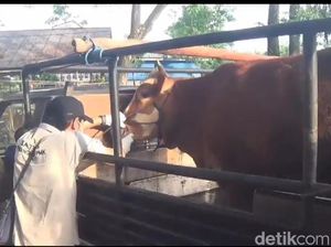Pasar Hewan di Ngawi Akan Ditutup Seiring Meningkatnya Kasus PMK