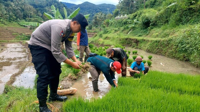Polisi di Ponorogo bantu tanam padi petani untuk dukung swasembada pangan
