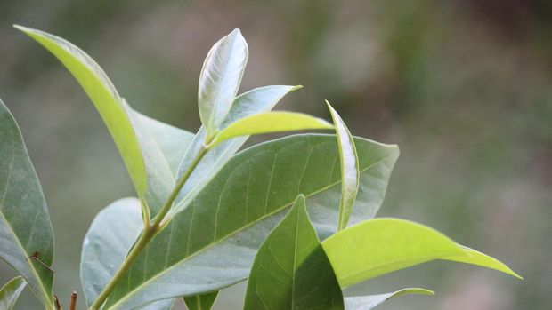 Tanaman daun salam Bay leaves or Indonesian bay-leaf or Indonesian laurel or Syzygium polyanthum leaves are suitable for food seasoning and herbal medicine, in my home