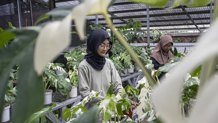 Tanaman Hias yang Dibudidayakan di Bandung Ini Tembus Pasar Mancanegara Pekerja menunjukkan tanaman hias jenis anturium di Art Garden Flowers, Parongpong, Kabupaten Bandung Barat, Jawa Barat, Kamis (9/1/2025). Art Garden Flowers membudidayakan berbagai jenis tanaman hias seperti anturium dan monstera yang dijual dengan harga Rp50 ribu hingga puluhan juta dan berhasil mengekspor sebanyak 500 sampai 4.000 buah tanaman hias per bulan ke negara kawasan Amerika dan Eropa. ANTARA FOTO/Abdan Syakura/foc.