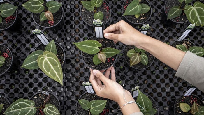 Tanaman Hias yang Dibudidayakan di Bandung Ini Tembus Pasar Mancanegara Pekerja menunjukkan tanaman hias jenis anturium di Art Garden Flowers, Parongpong, Kabupaten Bandung Barat, Jawa Barat, Kamis (9/1/2025). Art Garden Flowers membudidayakan berbagai jenis tanaman hias seperti anturium dan monstera yang dijual dengan harga Rp50 ribu hingga puluhan juta dan berhasil mengekspor sebanyak 500 sampai 4.000 buah tanaman hias per bulan ke negara kawasan Amerika dan Eropa. ANTARA FOTO/Abdan Syakura/foc.