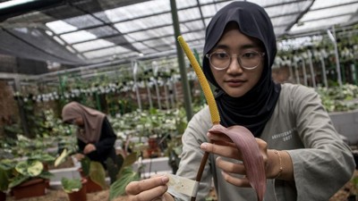 Intip Budi Daya Tanaman Hias di Bandung yang Tembus Pasar Ekspor